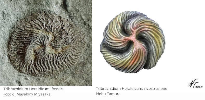 Tribrachidium Heraldicum. Fossile: foto di Masahiro Miyasaka. Ricostruzione: Nobu Tamura